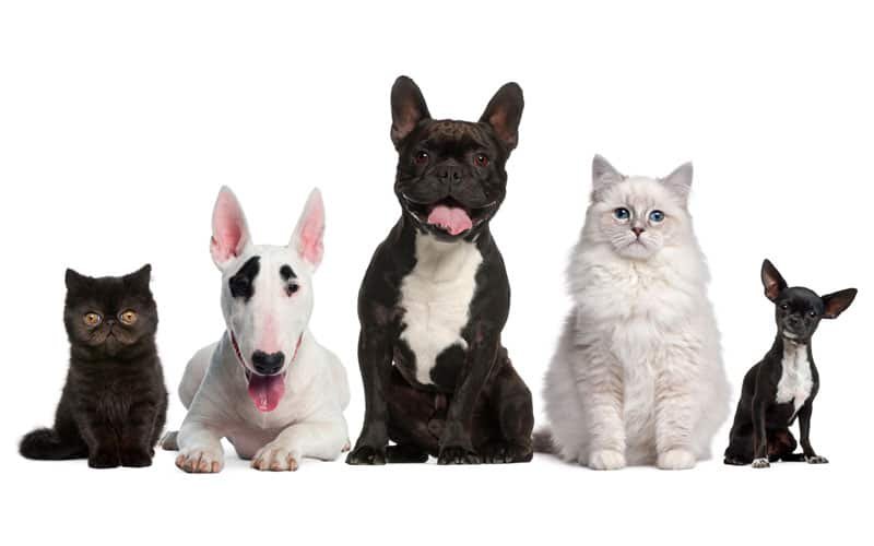 petshampoo-mascotas-contacto