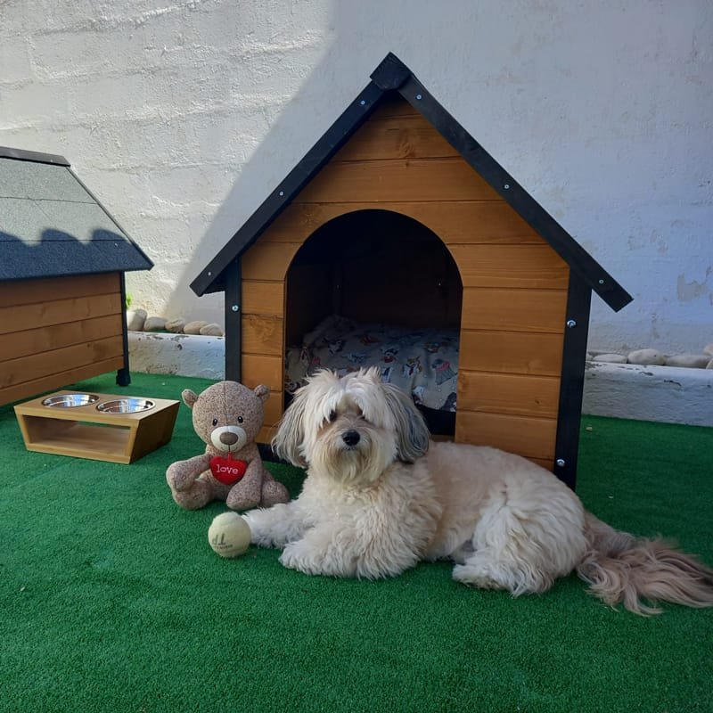 petshampoo-alojamiento